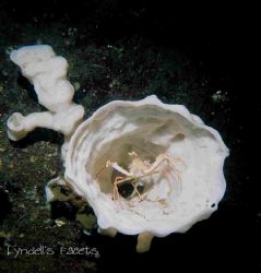 These 'glass' sponges are the sight to be seen when you a... by Lyndell Weldon 